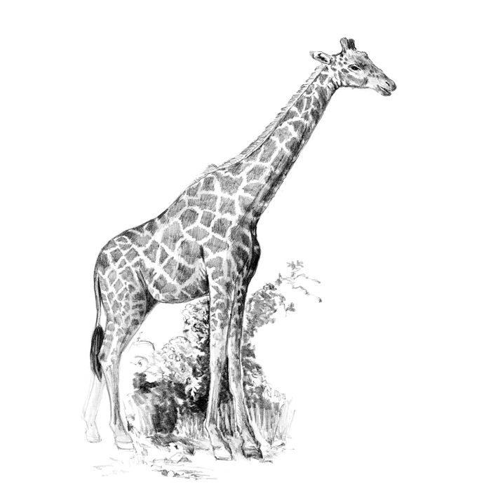 Skizzieren leicht gemacht Mini, Giraffe 12,7x17,8 cm