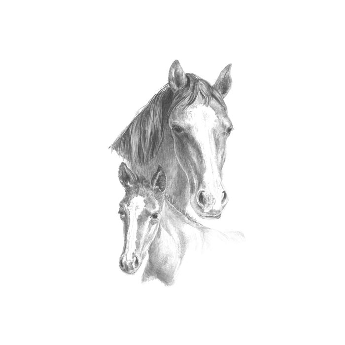 Skizzieren leicht gemacht Hunde & Pferde 25,4x20,3 cm 1 Pack. = 4 Bilder 4676-25031 4016490820307  