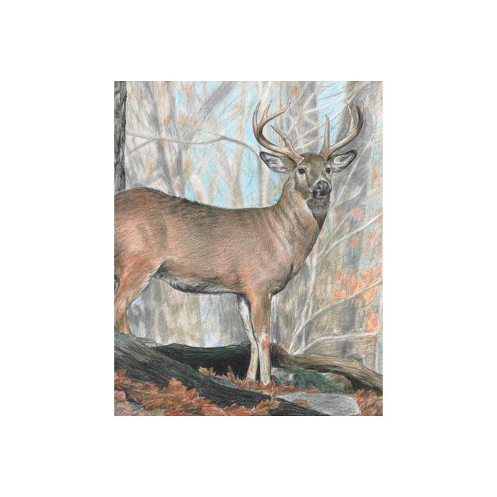 Malen nach Zahlen Buntstifte, Wildtiere 25,4x20,3 cm 1 Pack. = 4 Bilder 4677-25011 4016490820314  
