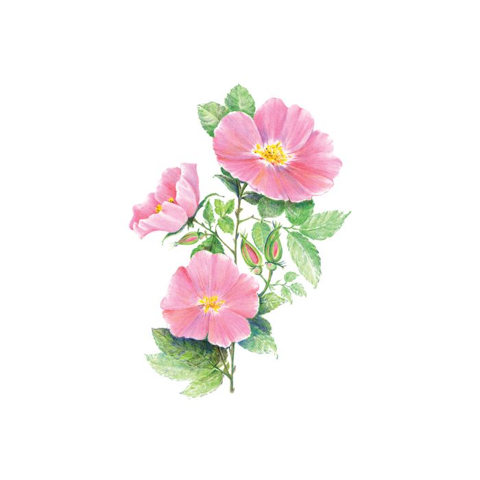 Zeichnen leicht gemacht Buntstifte, Blumen 25,4x20,3 cm 1 Pack. = 4 Bilder 4678-25021 4016490820345  