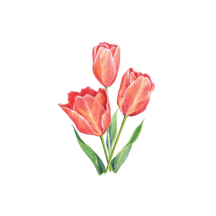 Zeichnen leicht gemacht Buntstifte, Blumen 25,4x20,3 cm 1 Pack. = 4 Bilder 4678-25021 4016490820345  