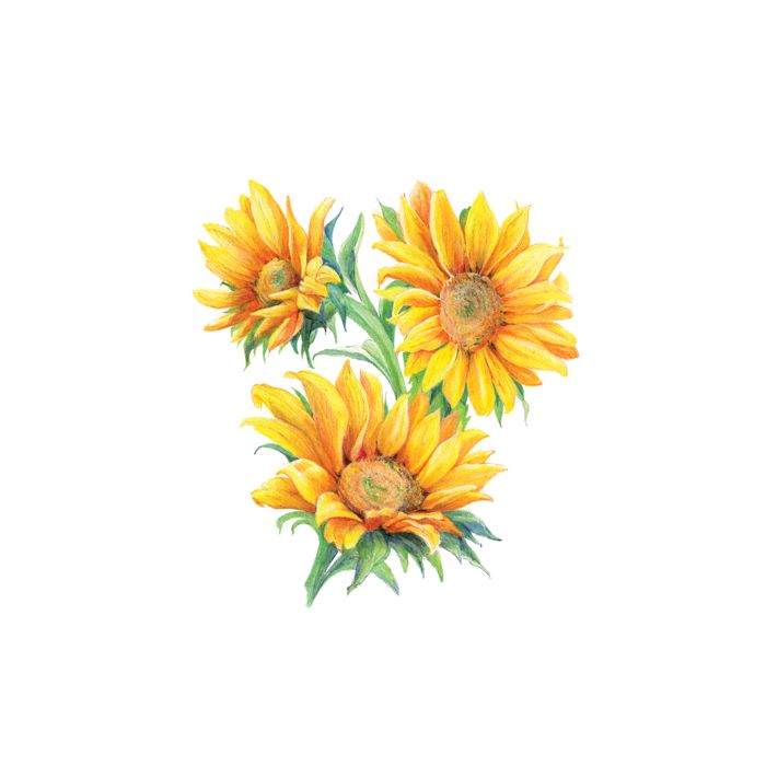 Zeichnen leicht gemacht Buntstifte, Blumen 25,4x20,3 cm 1 Pack. = 4 Bilder 4678-25021 4016490820345  