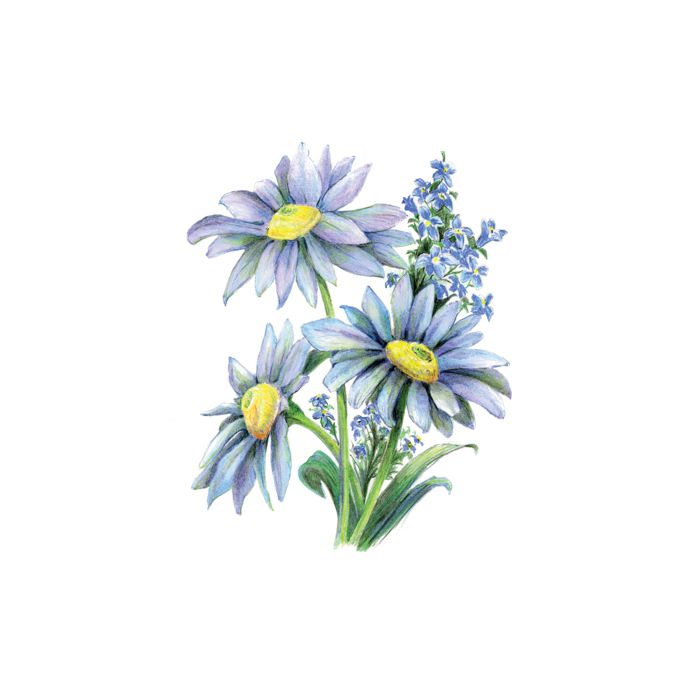 Zeichnen leicht gemacht Buntstifte, Blumen 25,4x20,3 cm 1 Pack. = 4 Bilder 4678-25021 4016490820345  