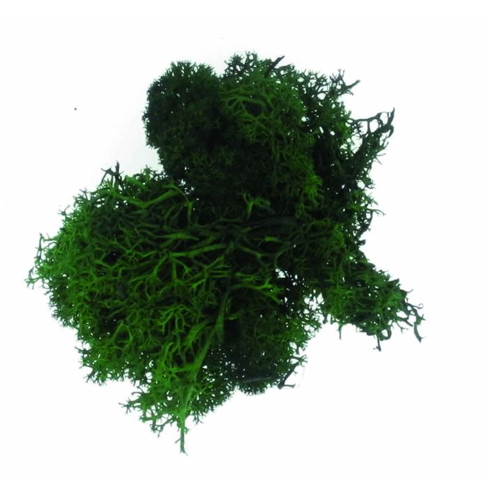 Islandmoos dunkelgrün