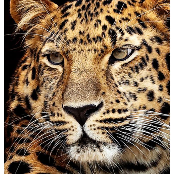 Diamond Painting Jaguar Kopf 40x30 cm, Bild 1 von 2