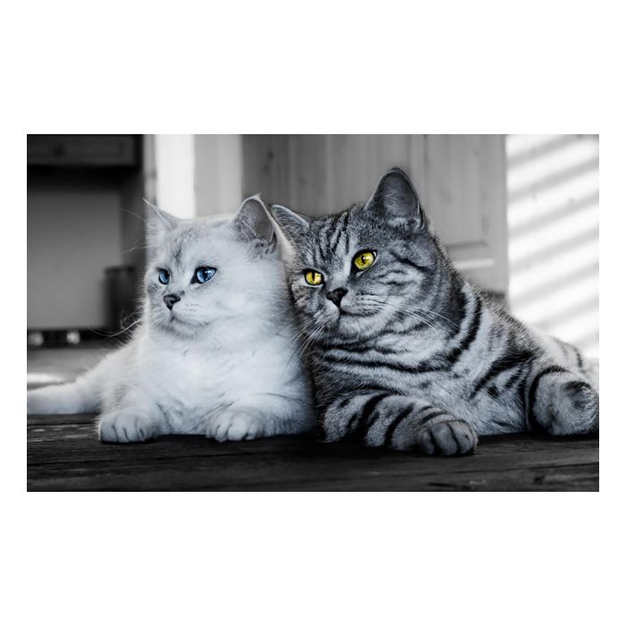 Diamond Painting Katzen 40x30 cm 6030-40171 4016490906933  