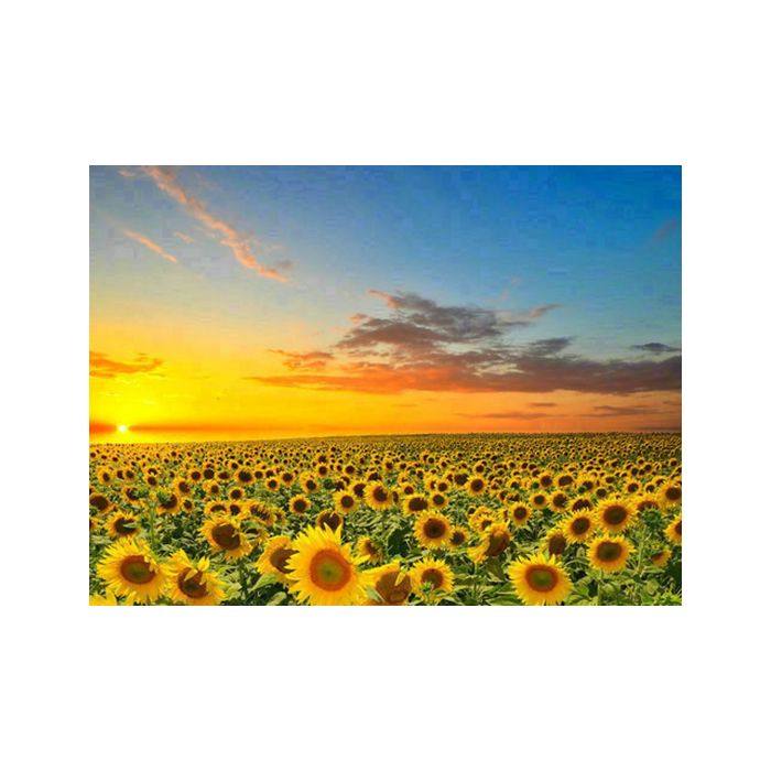 Diamond Painting Sonnenblumenfeld 40x30 cm Sonnenblumenfeld