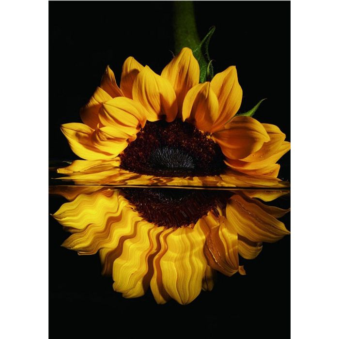 Diamond Painting Sonnenblume 40x30 cm