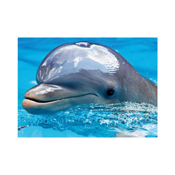 Diamond Painting Delfin 40x30 cm, Bild 1 von 2