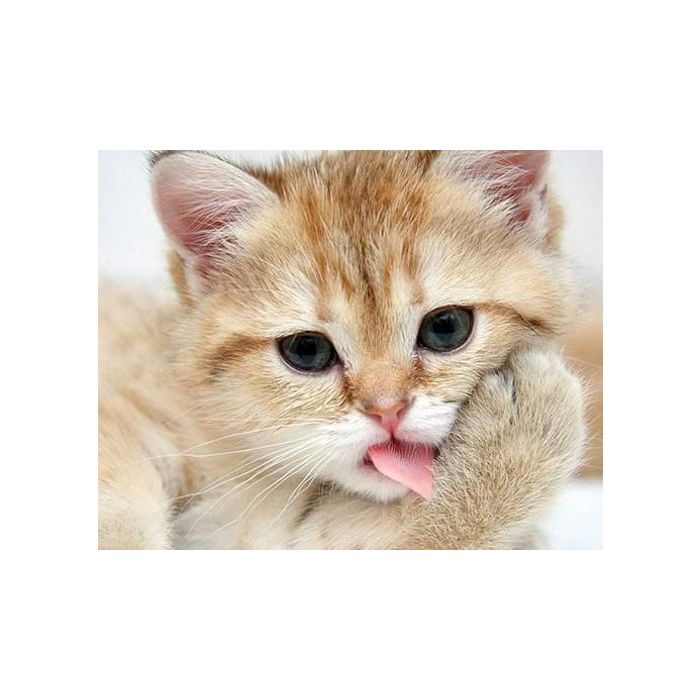 Diamond Painting Katze 40x30 cm, Bild 1 von 2