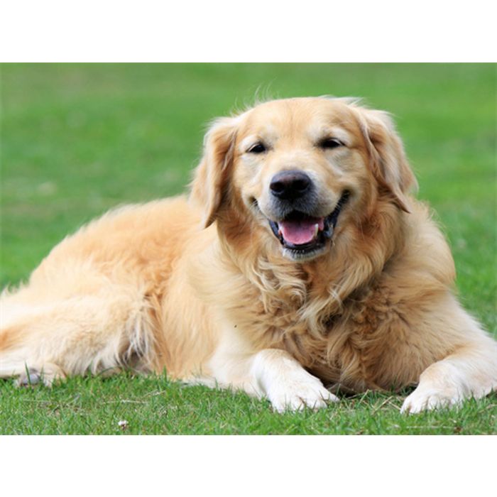 Diamond Painting Labrador 40x30 cm, Bild 1 von 2