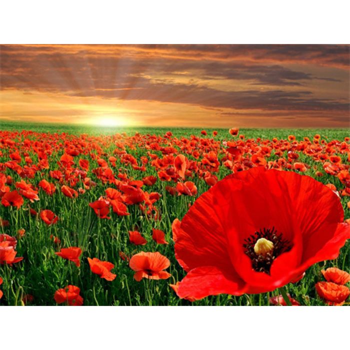 Diamond Painting Mohnblumen 40x30 cm, Bild 1 von 2