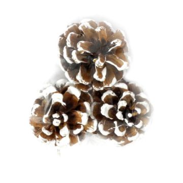 Zapfen natur weiß 5 cm