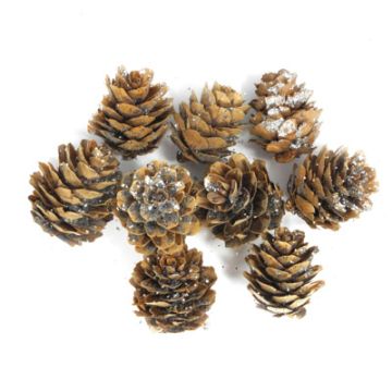 Zapfen natur silber glitter