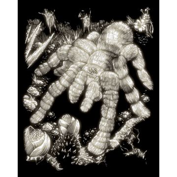 Kratzbilder Tarantel Glow-in-the-Dark 20,3x25,4 cm