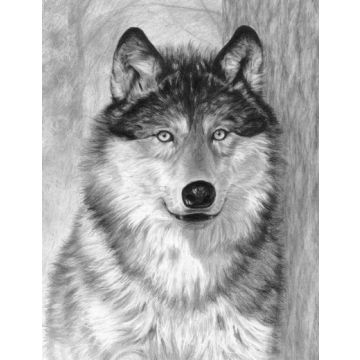Skizzieren leicht gemacht Wolf 28,5x22 cm