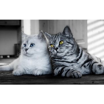 Diamond Painting Katzen 40x30 cm Katzen
