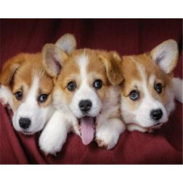 Diamond Painting Hundebabys 40x30 cm 1 Stück