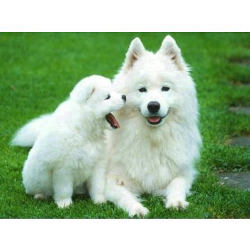 Diamond Painting Hunde 40x30 cm 6037-40251 4016490891505  