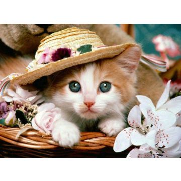 Diamond Painting Katze 40x30 cm 6037-40261 4016490891512  