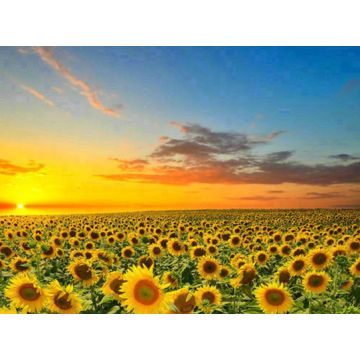 Diamond Painting Sonnenblumenfeld 40x30 cm 6037-40281 4016490891536  