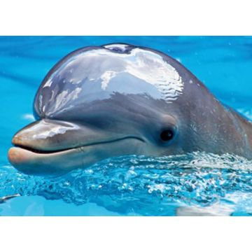 Diamond Painting Delfin 40x30 cm