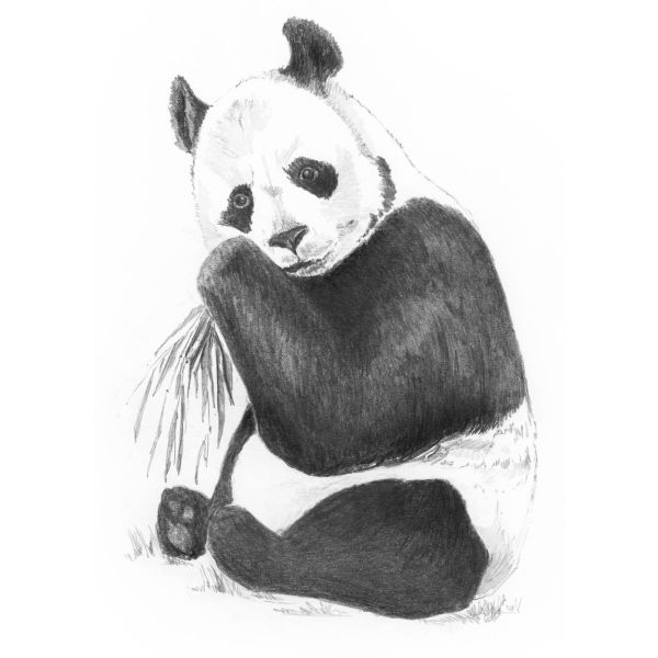 Zeichnen Skizzieren leicht gemacht Mini, Panda 12,7x17,8 cm Pracht
