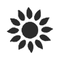 Sonnenblume