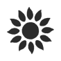 Sonnenblume